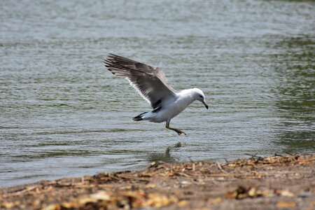 Bird wild birds sea gull photo