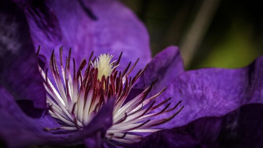 Stamp purple climber plant photo