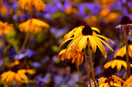 Bloom garden plant