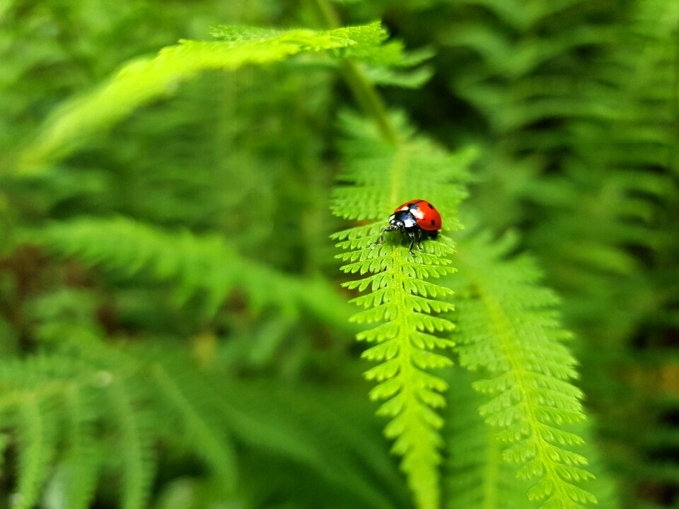 Insect mountain jungle