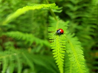 Insect mountain jungle