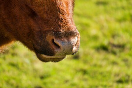 Nostrils beef agriculture