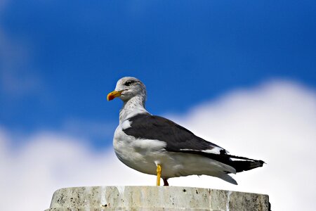 Animal wildlife standing photo