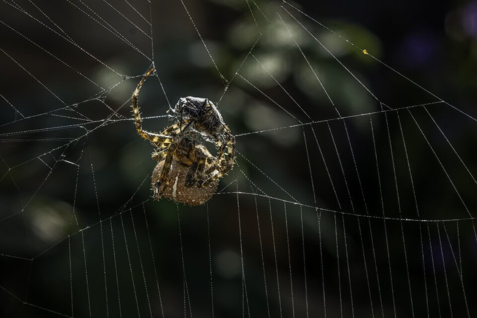 Insect close up nature