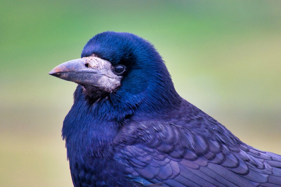 Eye feather plumage