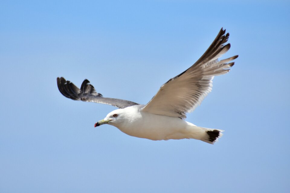 Bird wild birds sea gull