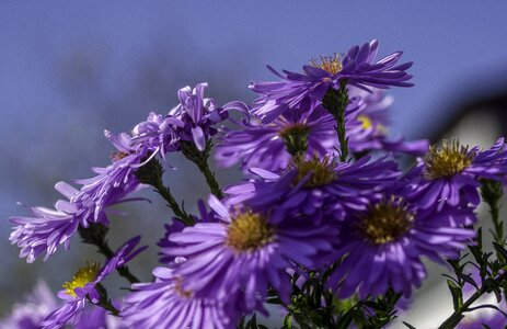 Blossom bloom nature