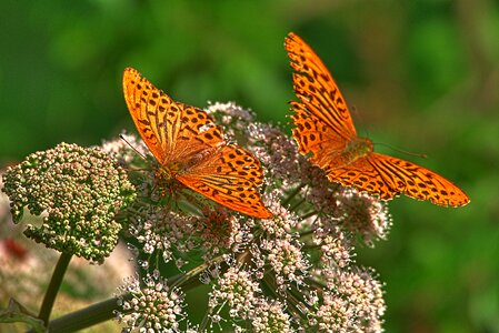 Issoria lathonia butterflies precious butterfly nymphalidae