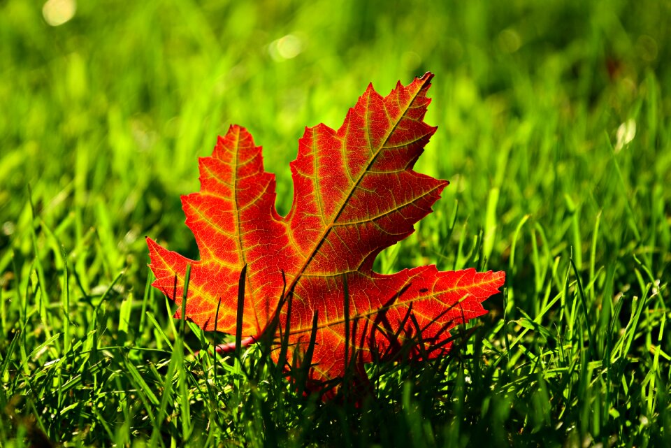 Autumn vein red photo