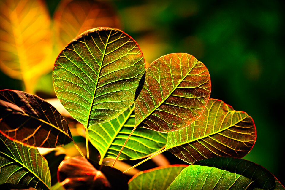 Vein pattern back lighting