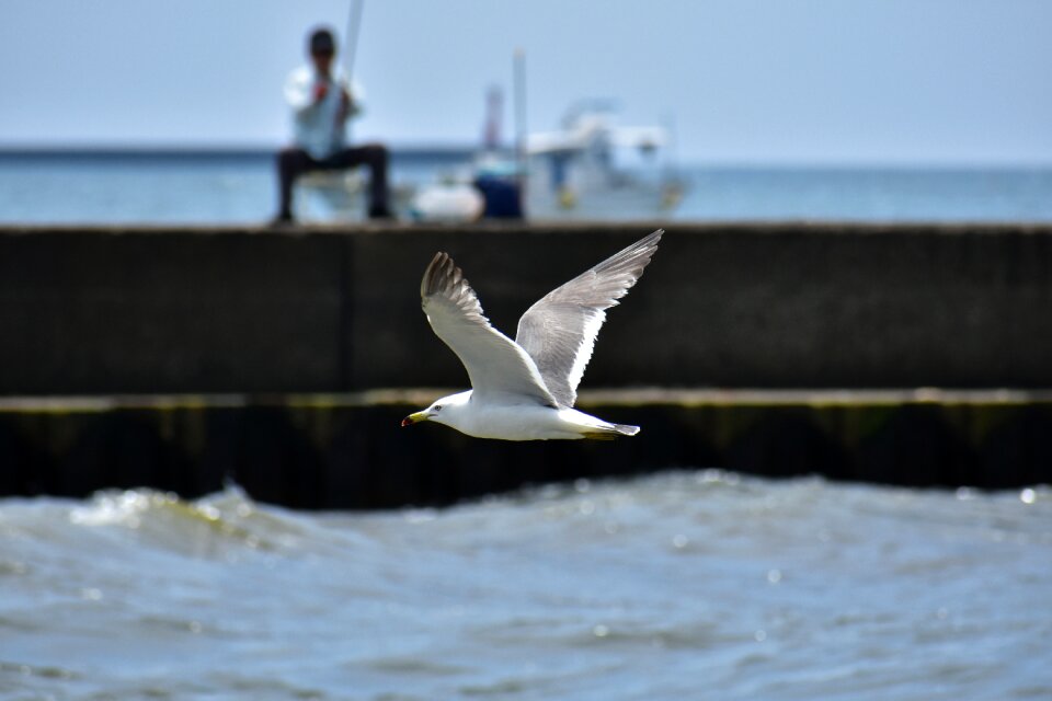 Ship fisherman bird