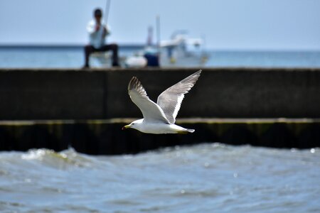 Ship fisherman bird photo