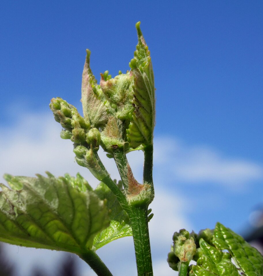 Grape plant Free photos