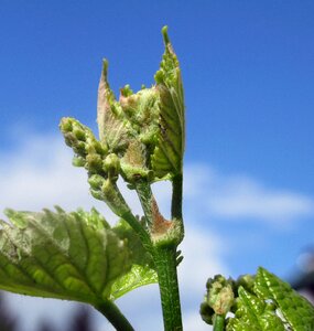 Grape plant Free photos