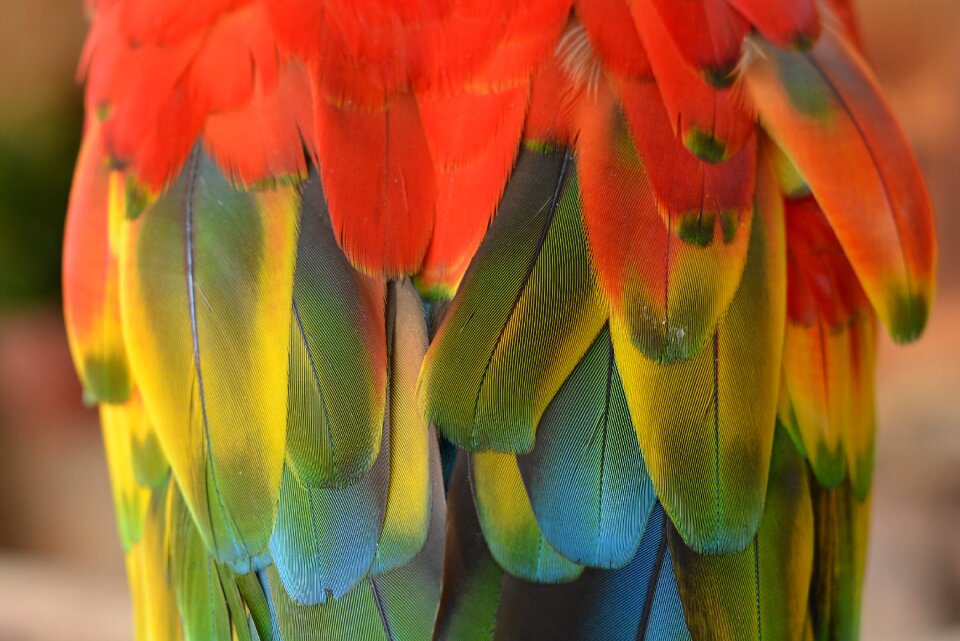 Colorful nature bird