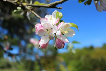 Apple tree blossom bloom