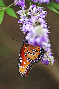 Macro butterfly monarch photo