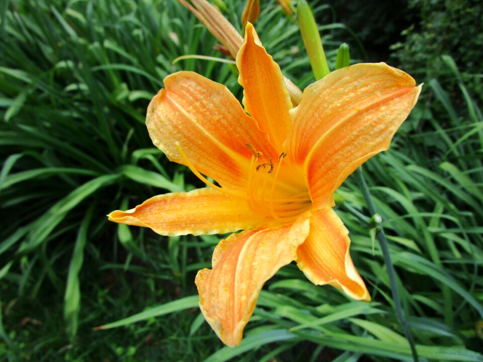 Bloom flower nature