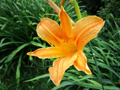 Bloom flower nature