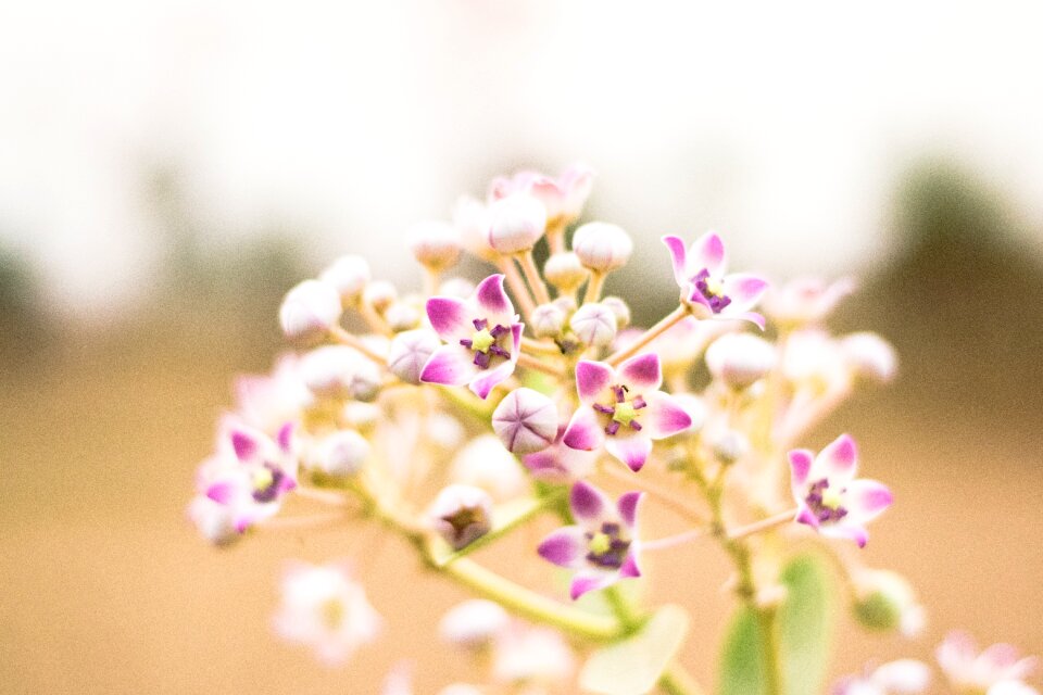 Day flower flower head