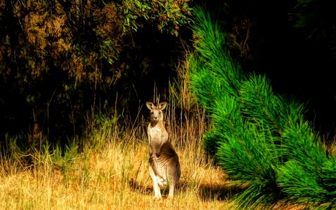 Fauna nature australia