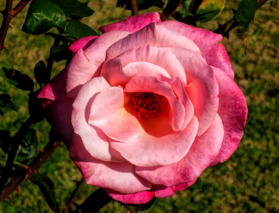 Flora nature pink