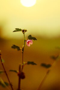 Beauty in nature blooming close-up