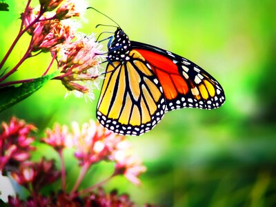 Canada ontario milkweed