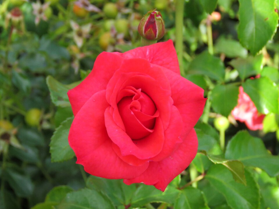 Bloom flower plant