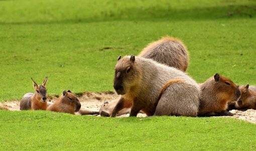 Mammal zoology wild animal
