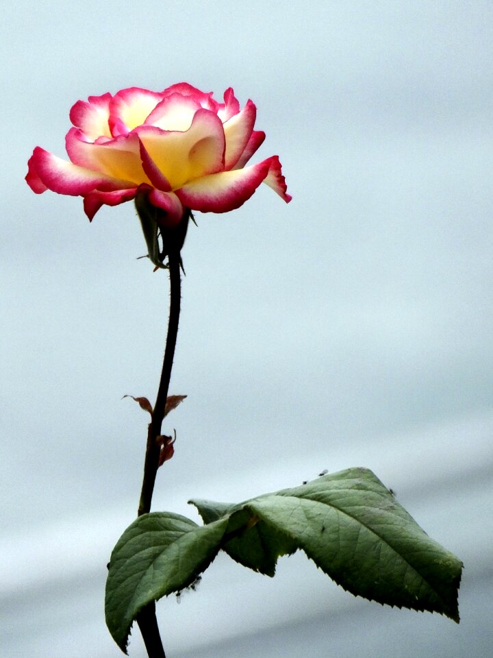 Pink flower pink rose rosebush