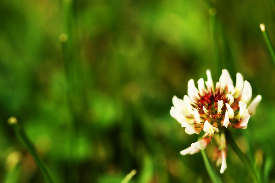 Clover flower nature grass