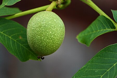 Unrreif depend walnut tree photo