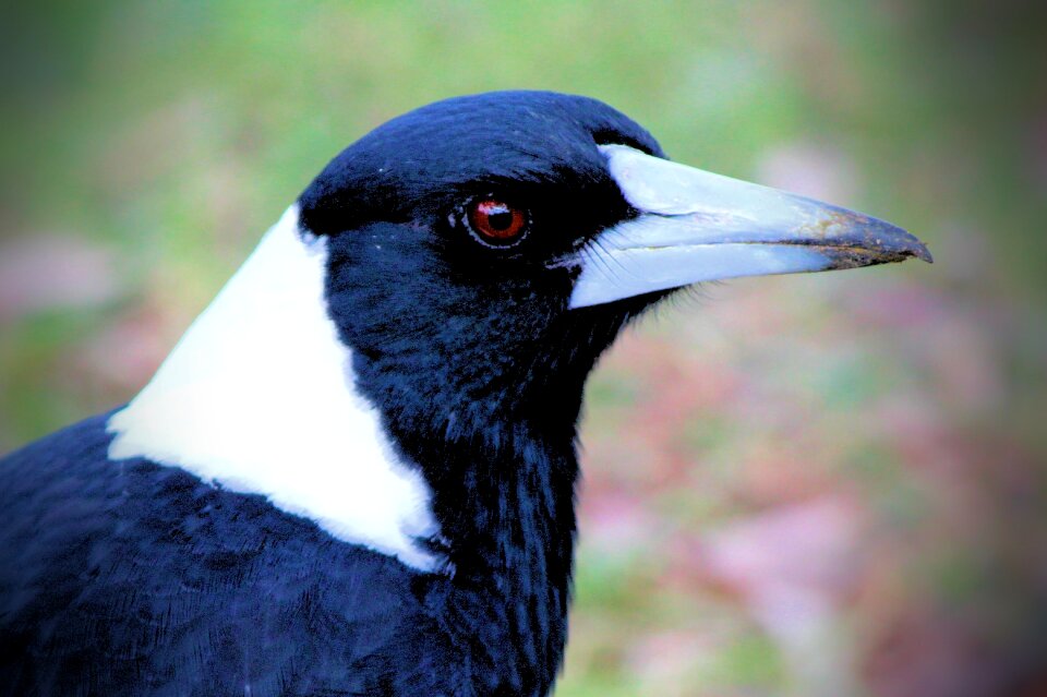 Wildlife eye feathers
