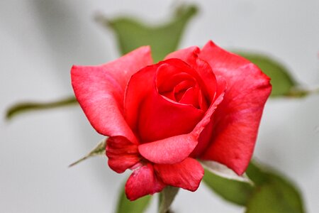 Rose bloom romance bloom photo