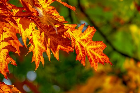 Color fall color colorful