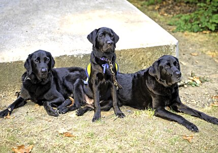 Dogs labrador retriever