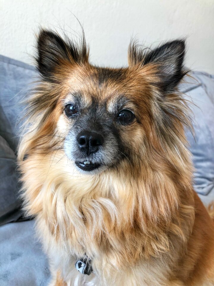 Dog pet animal