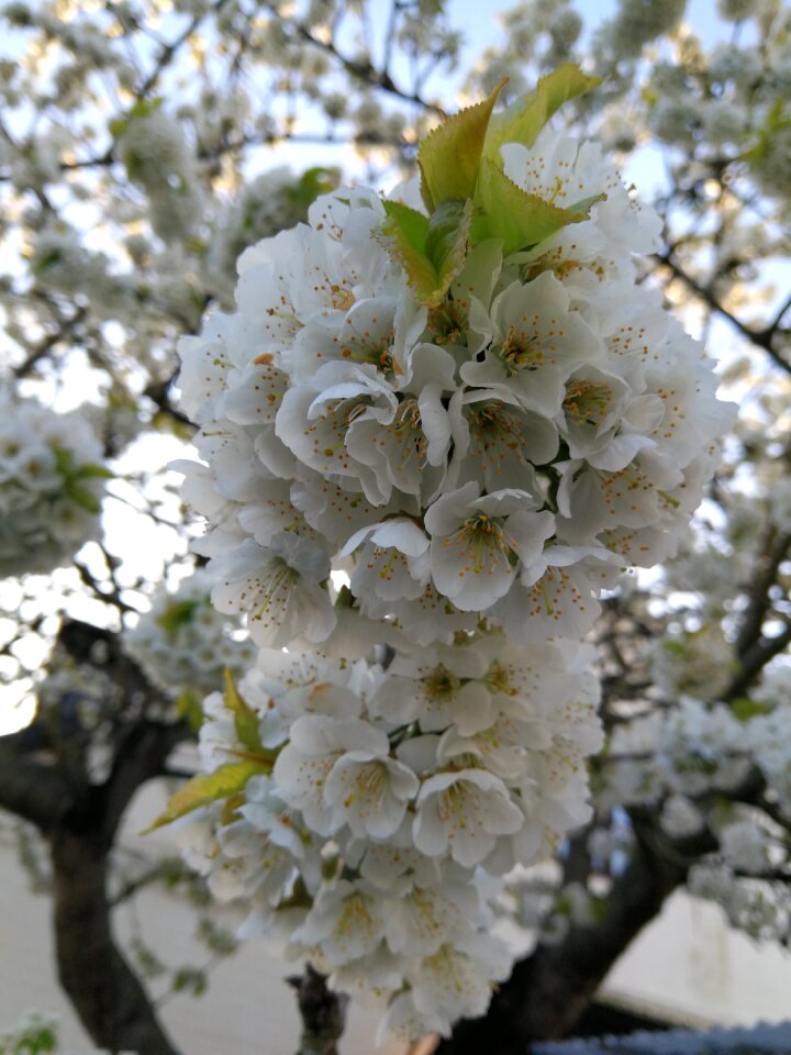 Spring white flower white flowers