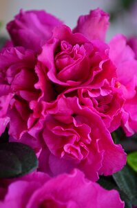 Blossom curly fuxia