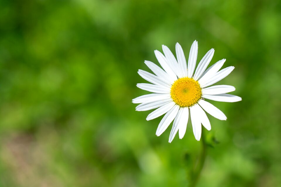 White white blossom white flower
