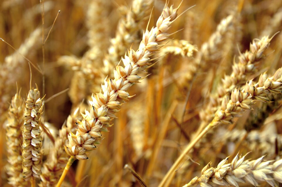 Grain agriculture field