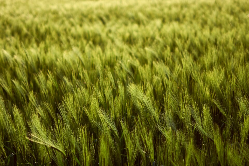 Field cultivation agriculture