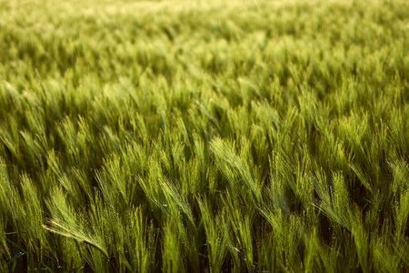 Field cultivation agriculture