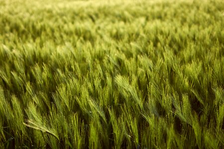 Field cultivation agriculture photo