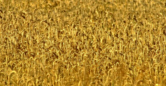 Spike agriculture triticum