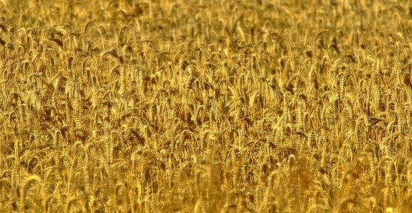 Spike agriculture triticum photo