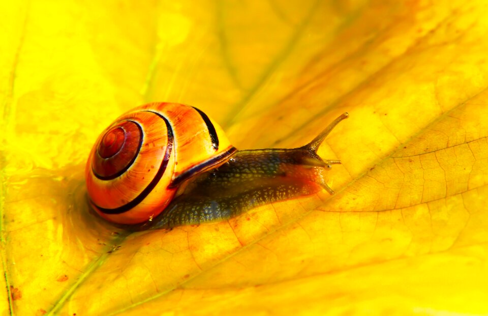 Autumn seasons of the year animals
