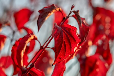 Fall foliage leaf bright