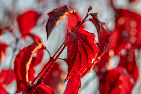 Fall foliage leaf bright photo